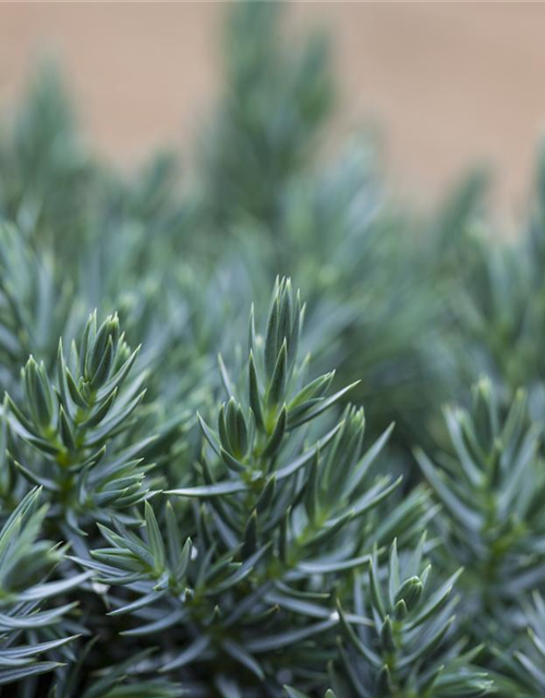 Juniperus squamata Blue Star