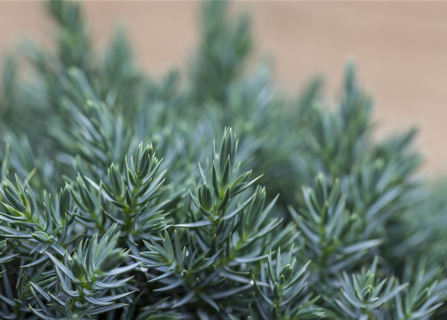 Juniperus squamata Blue Star