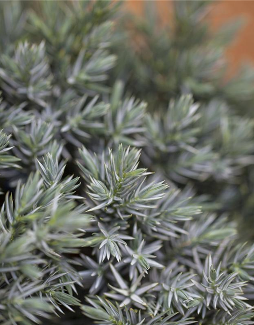 Juniperus squamata Blue Star