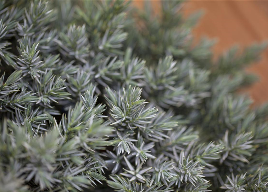 Juniperus squamata Blue Star