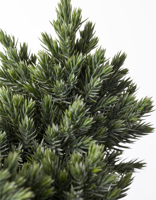 Juniperus squamata Blue Star