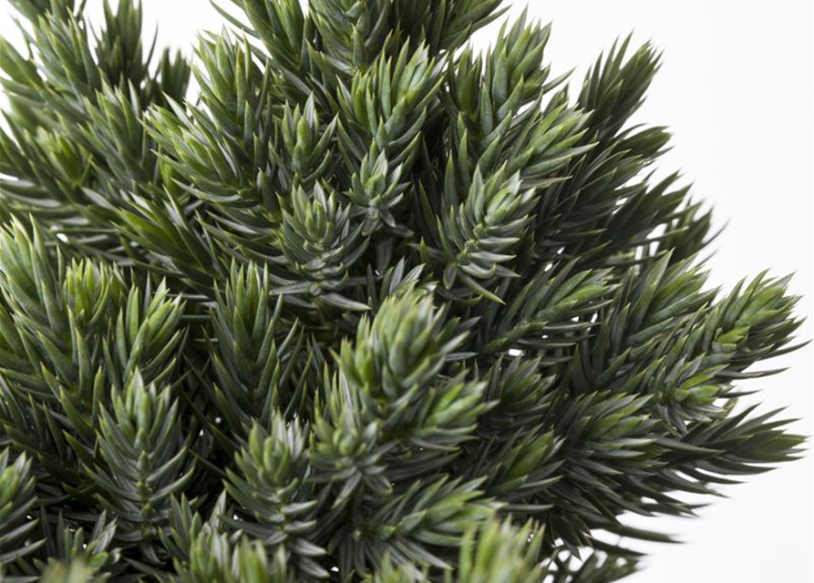 Juniperus squamata Blue Star