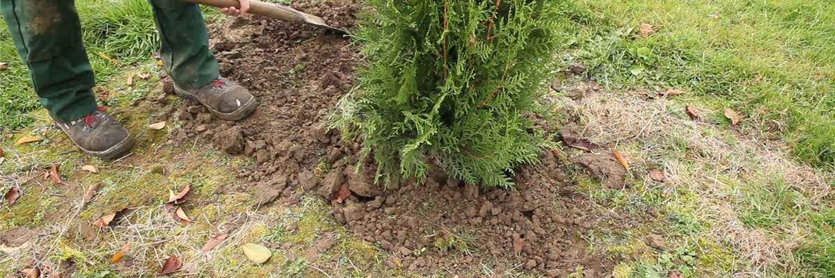 Lebensbaum - Einpflanzen im Garten (thumbnail)