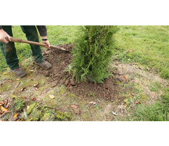 Lebensbaum - Einpflanzen im Garten