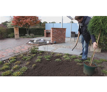 Fadenzypresse - Einpflanzen im Garten