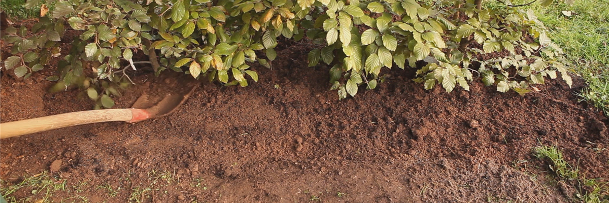 Rotbuchenhecke - Einpflanzen im Garten (thumbnail)