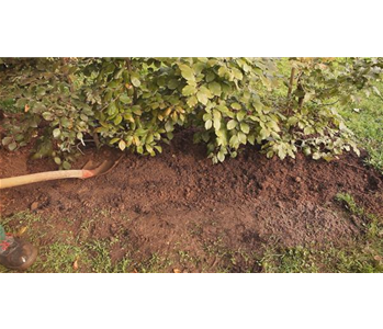 Rotbuchenhecke - Einpflanzen im Garten