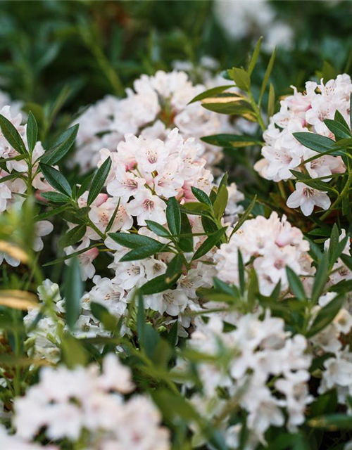 Rhododendron Bloombux