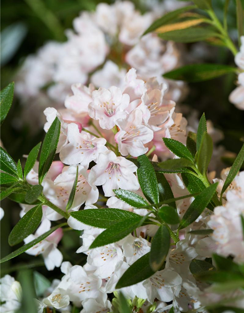 Rhododendron Bloombux