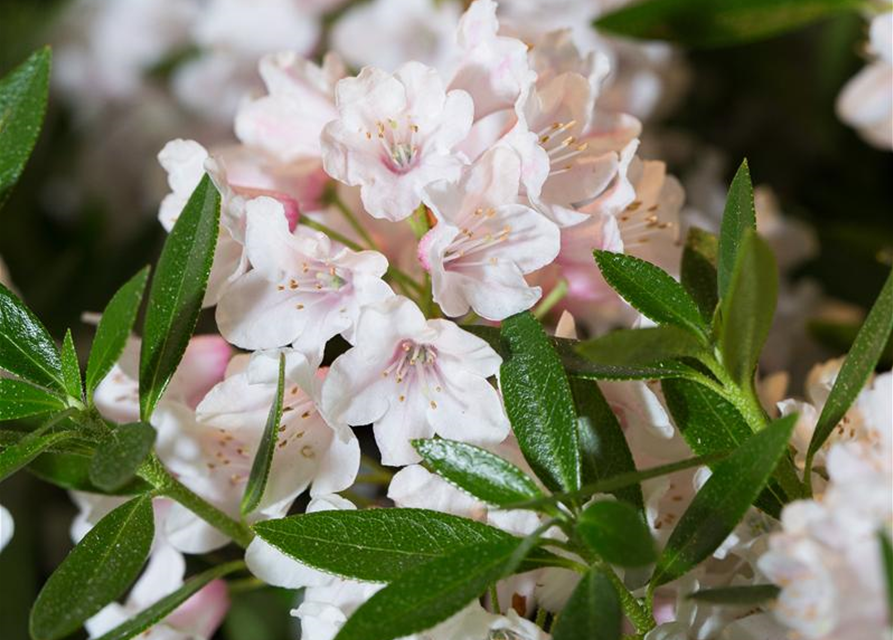 Rhododendron Bloombux