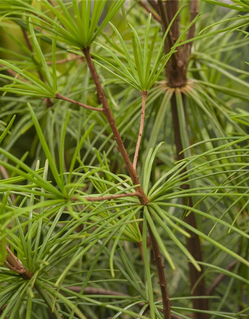 Sciadopitys verticillata