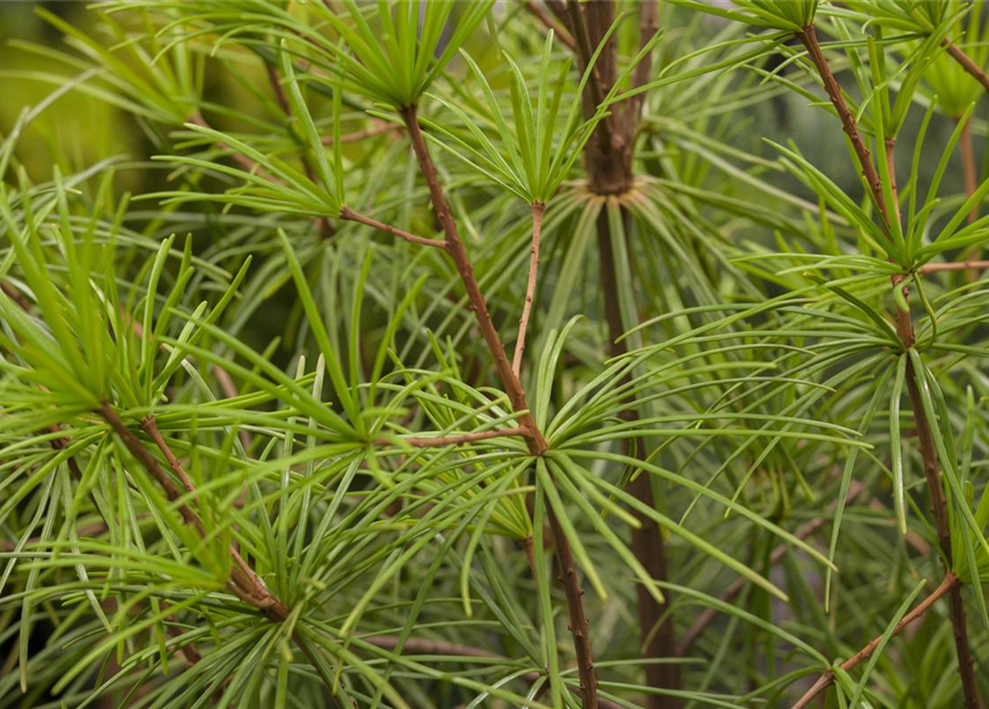 Sciadopitys verticillata