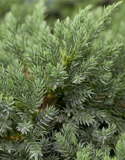 Juniperus squamata Blue Carpet