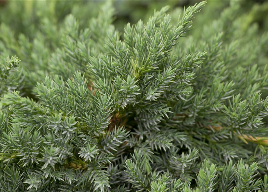 Juniperus squamata Blue Carpet