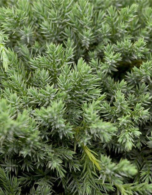 Juniperus squamata Blue Carpet