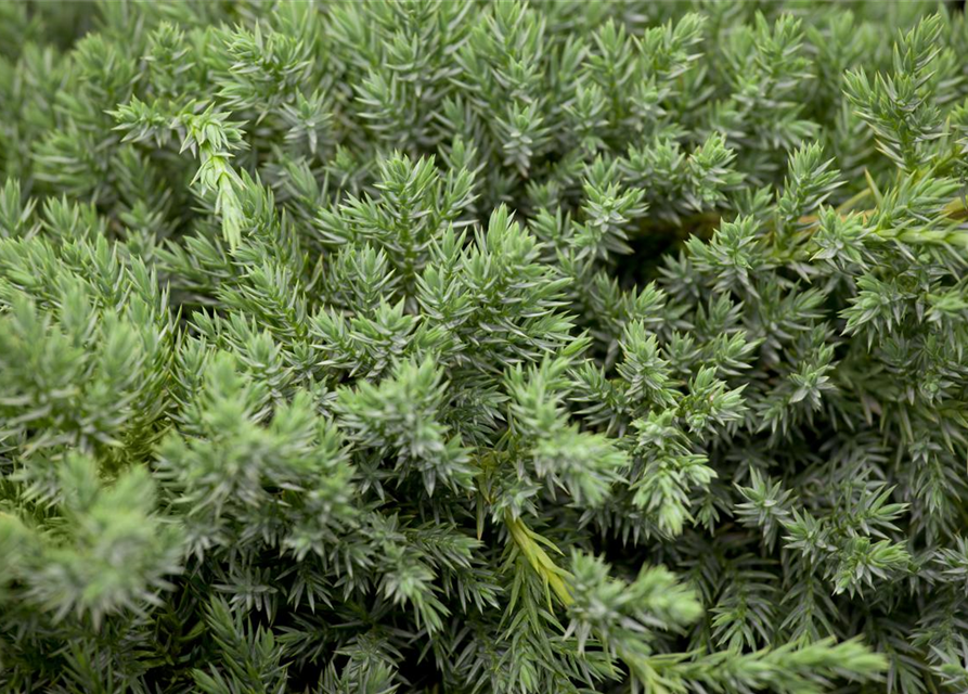 Juniperus squamata Blue Carpet