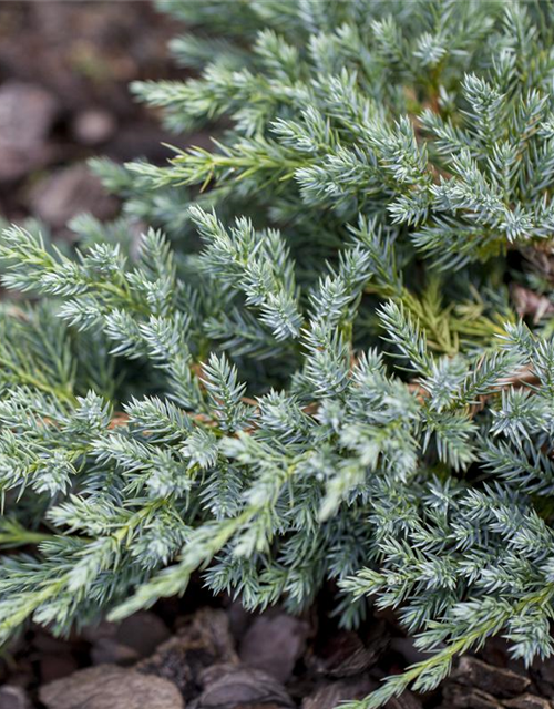 Juniperus squamata Blue Carpet