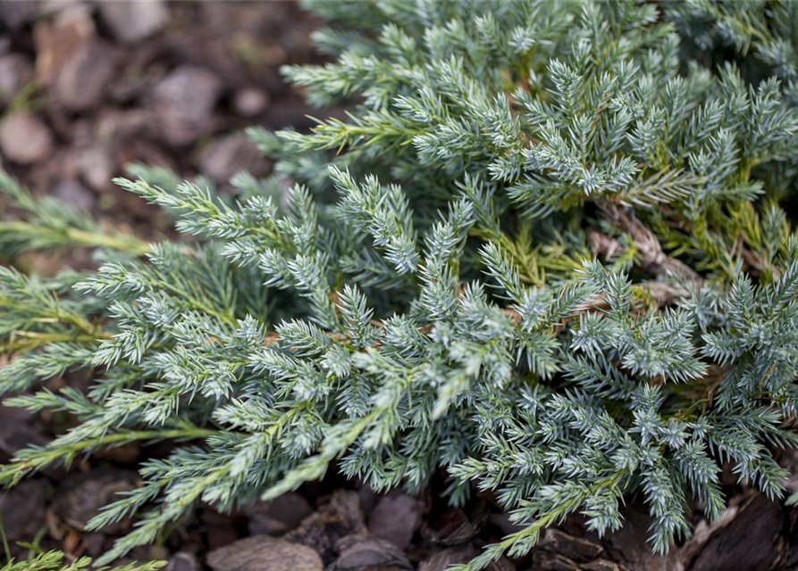 Juniperus squamata Blue Carpet