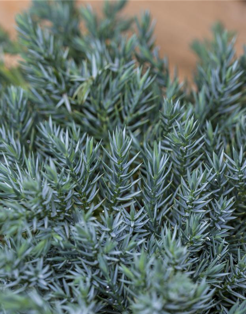 Juniperus squamata Blue Carpet