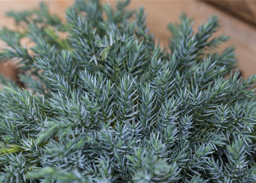 Juniperus squamata Blue Carpet