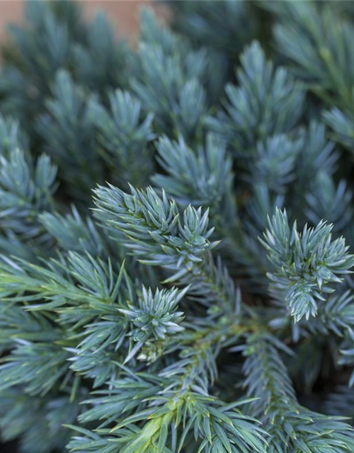 Juniperus squamata Blue Carpet