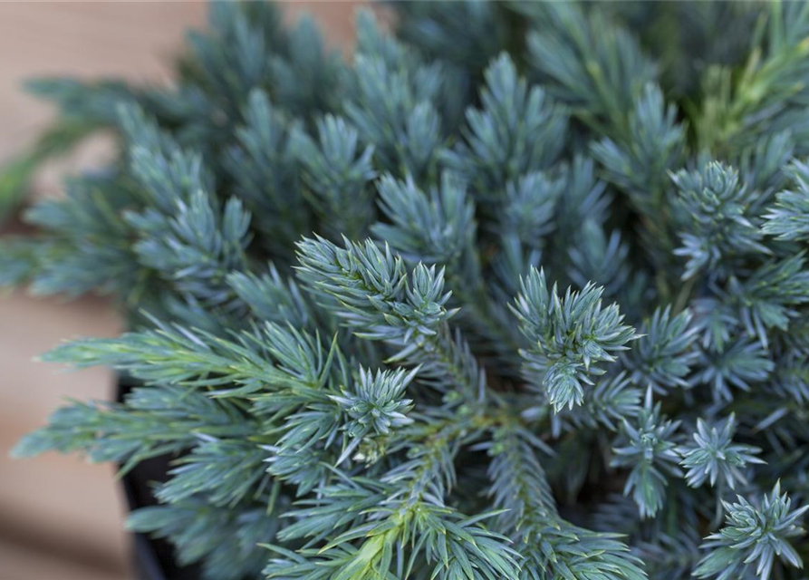 Juniperus squamata Blue Carpet