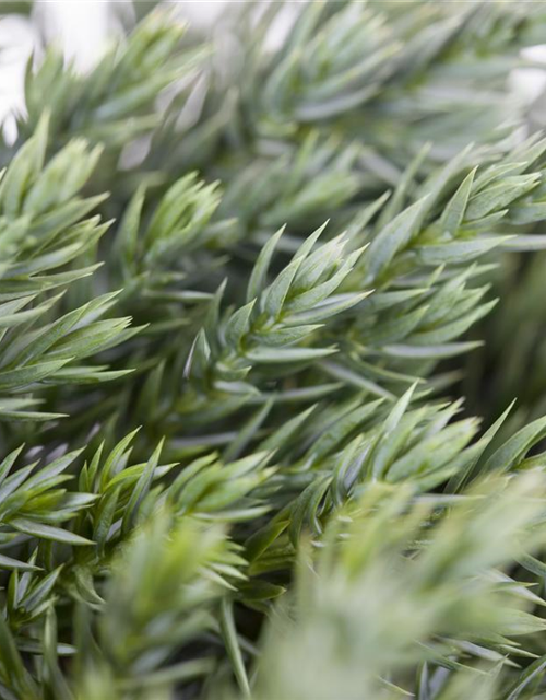 Juniperus squamata Blue Carpet