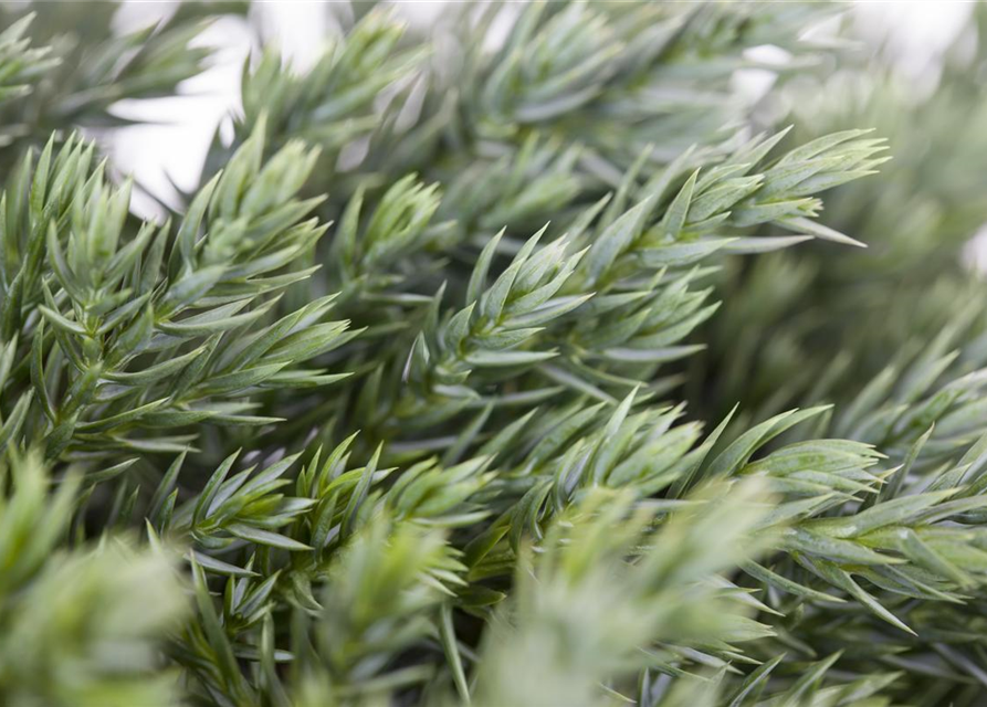 Juniperus squamata Blue Carpet