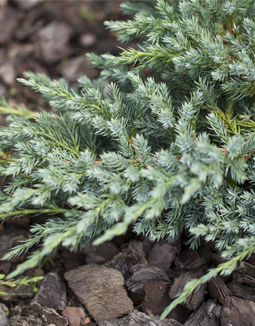 Juniperus squamata Blue Carpet