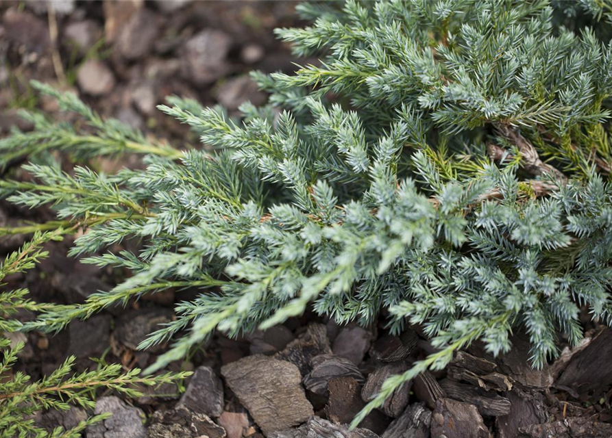 Juniperus squamata Blue Carpet