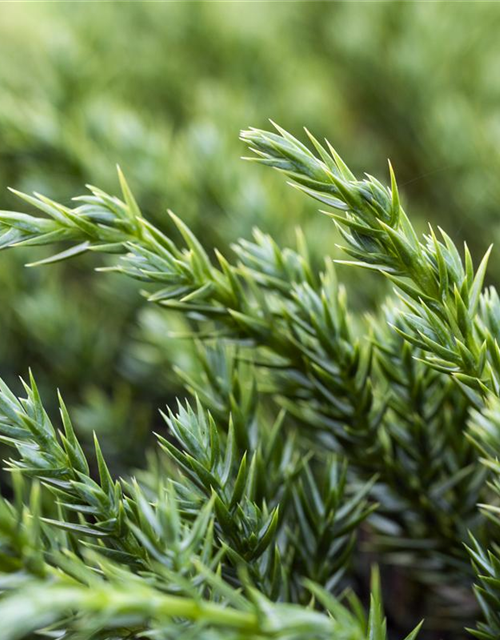 Juniperus squamata Blue Carpet