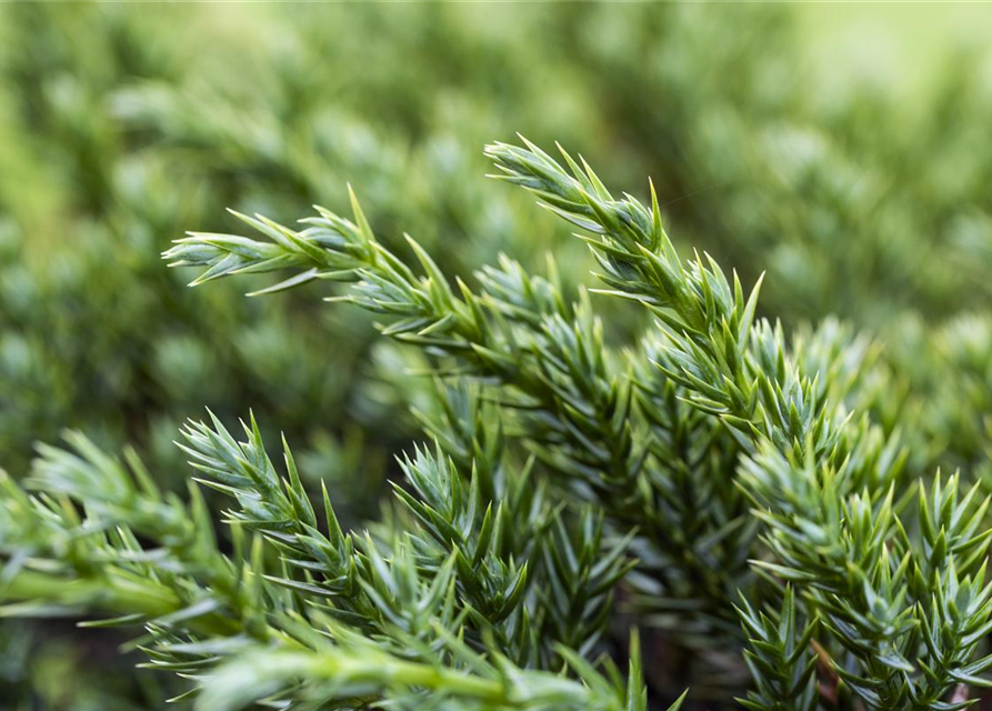 Juniperus squamata Blue Carpet