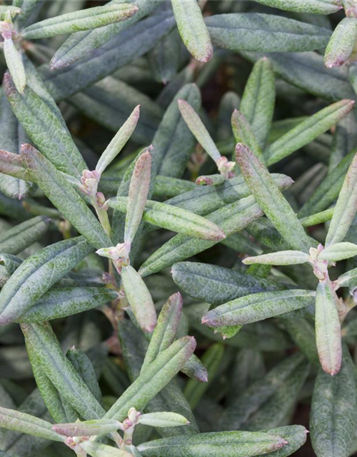 Andromeda polifolia Blue Ice