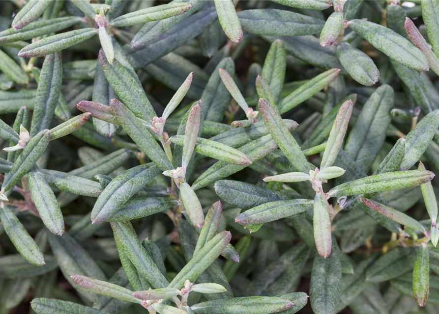 Andromeda polifolia Blue Ice