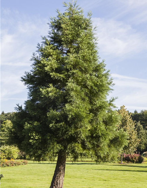 Sequoiadendron giganteum