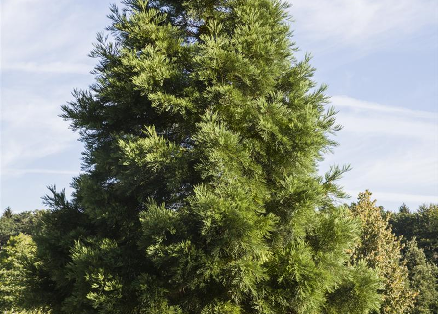 Sequoiadendron giganteum