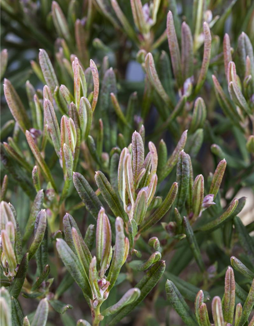 Andromeda polifolia Compacta