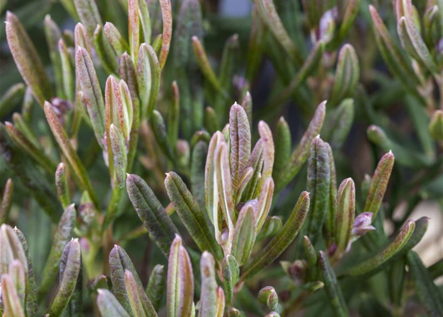 Andromeda polifolia Compacta