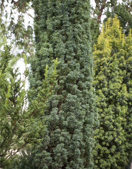 Taxus baccata Fastigiata Robusta