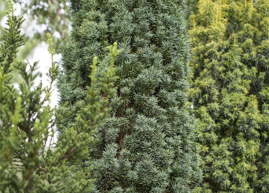 Taxus baccata Fastigiata Robusta