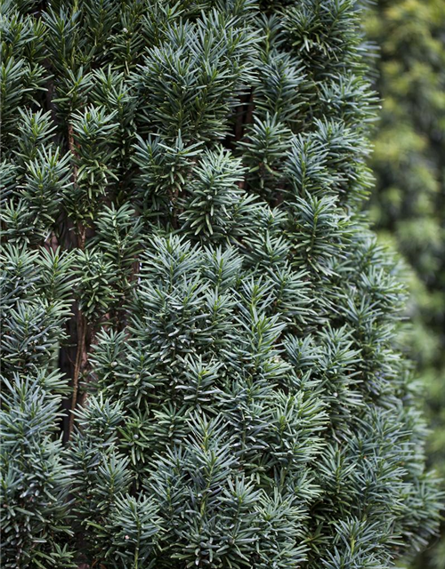 Taxus baccata Fastigiata Robusta