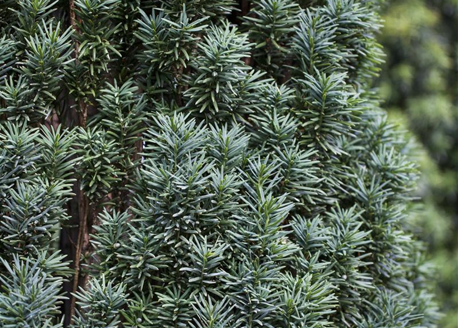 Taxus baccata Fastigiata Robusta