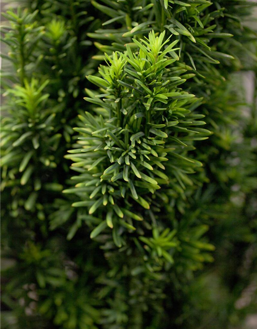 Taxus baccata Fastigiata Robusta