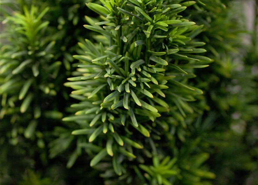 Taxus baccata Fastigiata Robusta