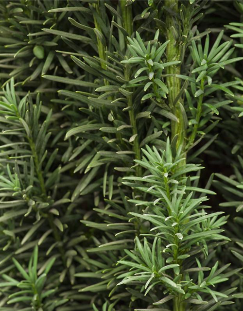 Taxus baccata Fastigiata Robusta