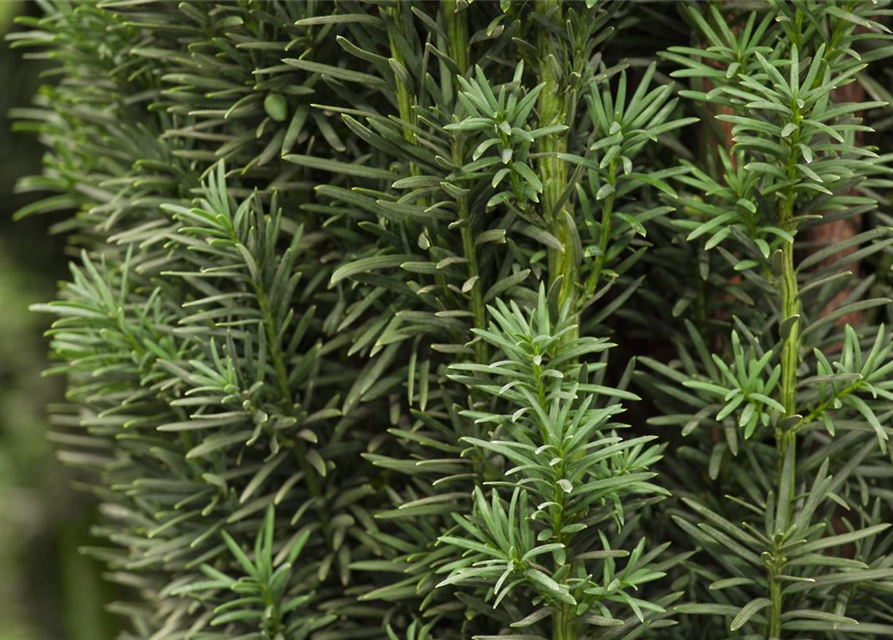 Taxus baccata Fastigiata Robusta