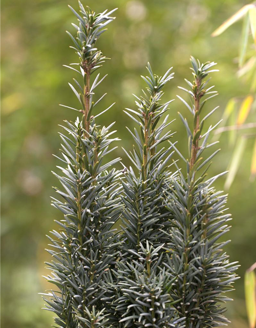 Taxus baccata Fastigiata Robusta