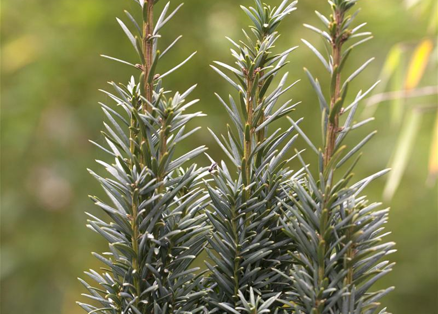 Taxus baccata Fastigiata Robusta