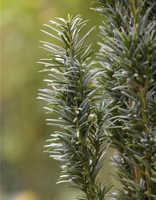 Taxus baccata Fastigiata Robusta