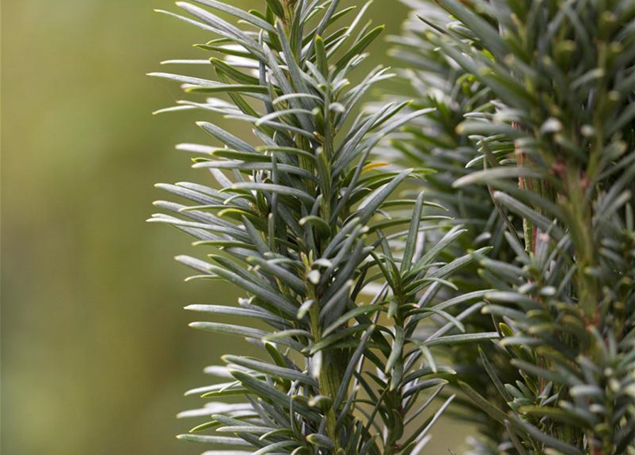 Taxus baccata Fastigiata Robusta